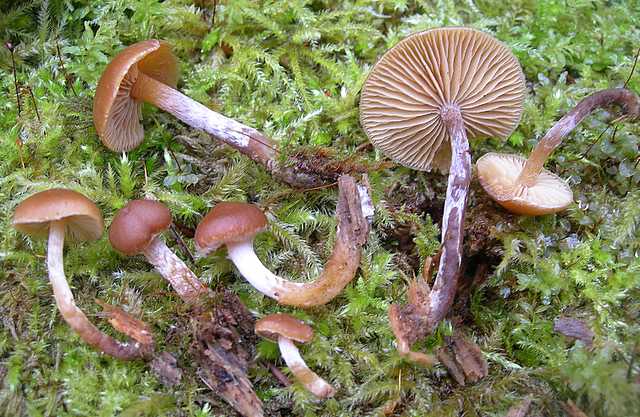 Una strana Galerina  lillipuziana